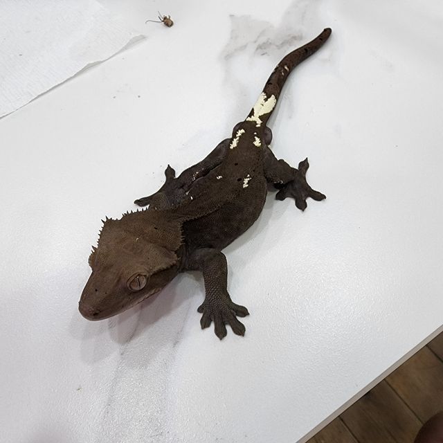 아잔틱