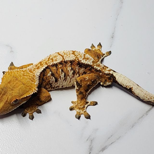 바브