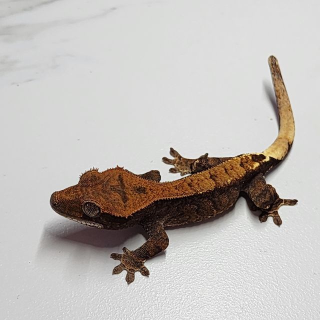 카푸치노