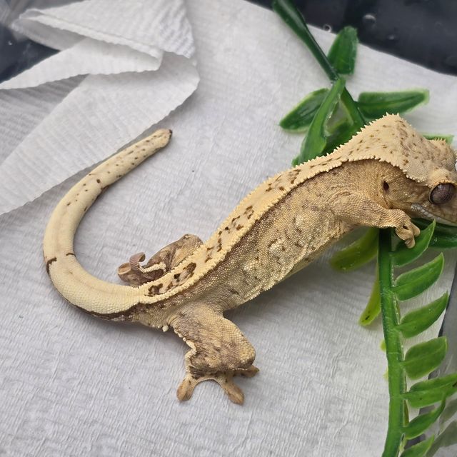 크림시클