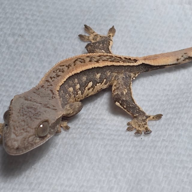 트라이 쿼드 풀핀