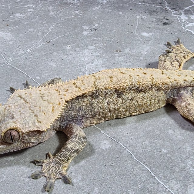 트라이 드리피 화이트스팟