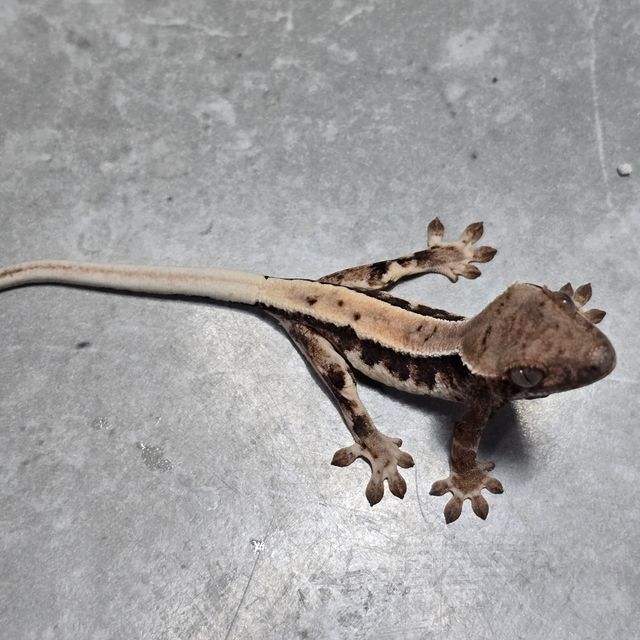 릴리 세이블