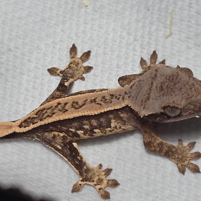 트라이 쿼드 풀핀