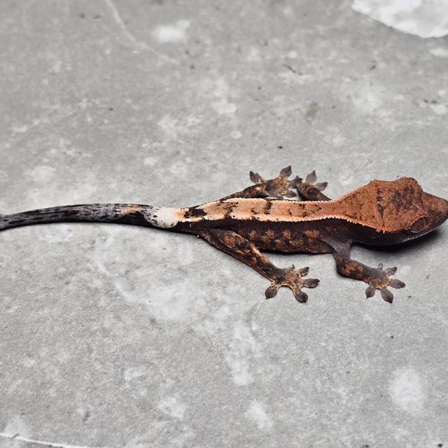 세이블