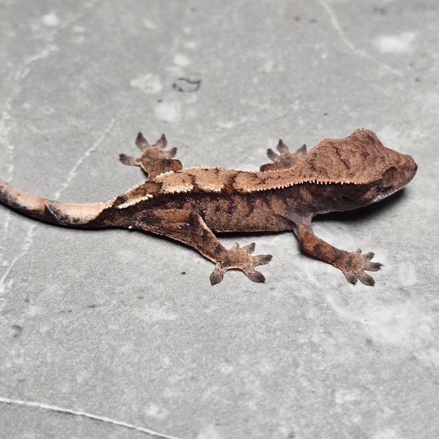 세이블