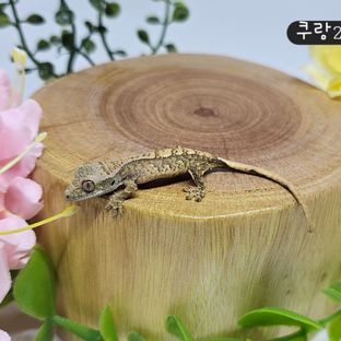 쿠키랑이2