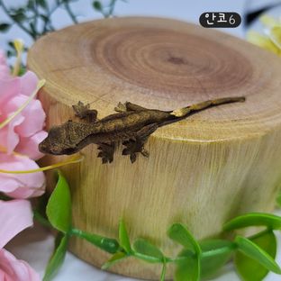 안개x코코아6