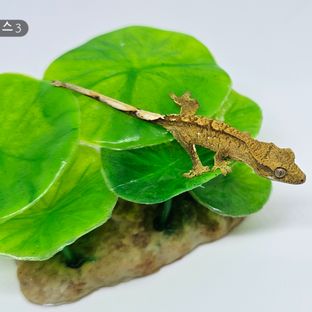 크림 크림시클