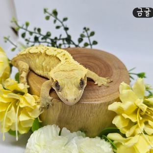 금귤
