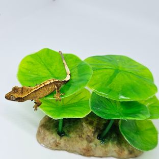 금귤스무디2