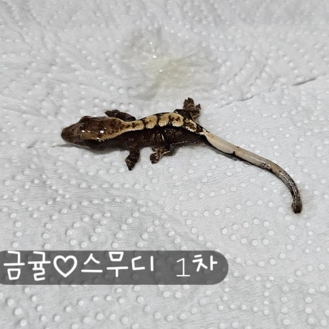 트라이 크림