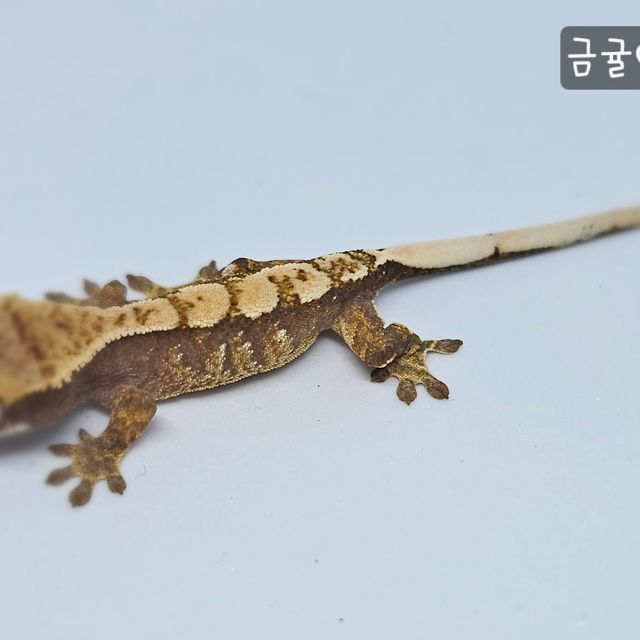 트라이 크림