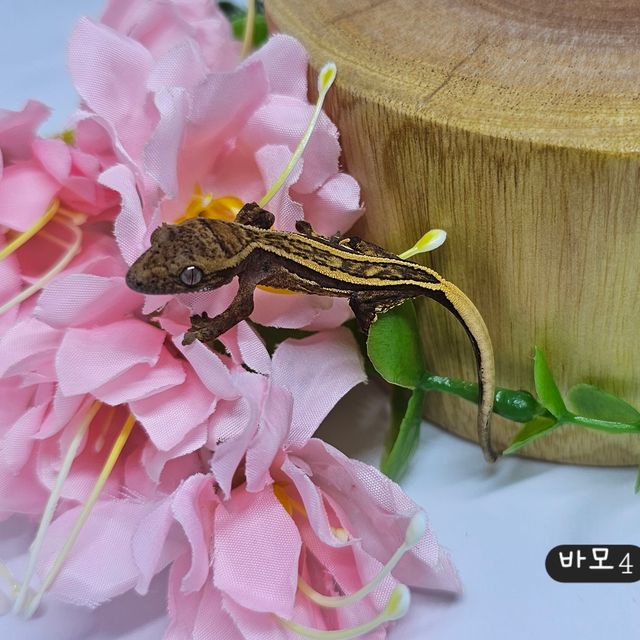 풀핀 쿼드