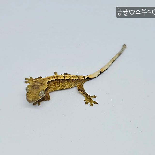 크림 크림시클