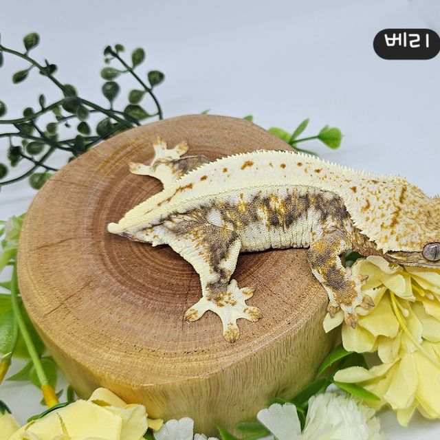 릴리화이트