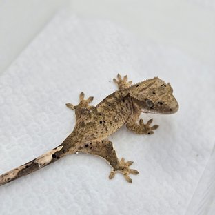 다크 슈퍼달마시안