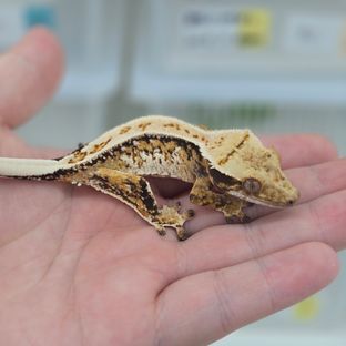 핀스트라이프 드리피 화이트스팟 쿼드