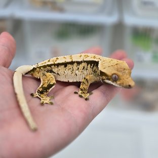 핀스트라이프 트라이 익스트림할리퀸 노멀