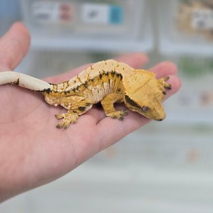 텐저린 트라이 익스트림할리퀸 노멀