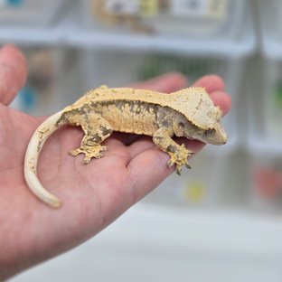 핀스트라이프 익스트림할리퀸 노멀