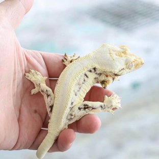 젝슨(보바릴리)