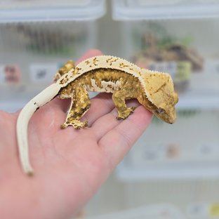 크림 쿼드 노멀