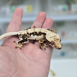 릴리100%헷아잔틱