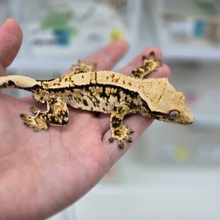 쿼드 핀스트라이프 트라이 익스트림할리퀸 노멀