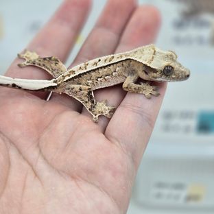 핀스트라이프 트라이