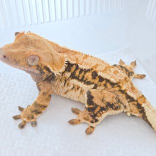 코코넛