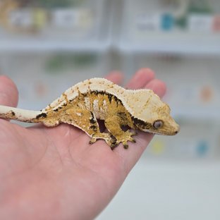 트라이 익스트림할리퀸 노멀