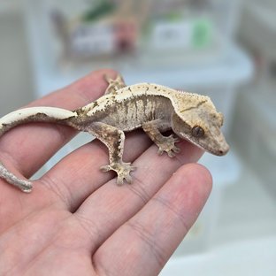 세이블