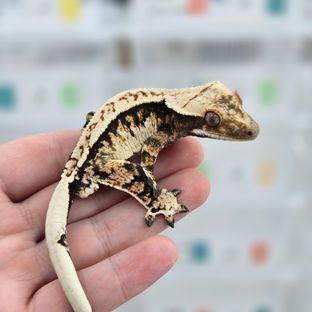 핀스트라이프 트라이 익스트림할리퀸 노멀