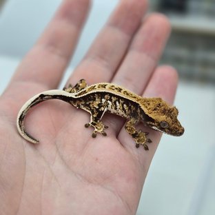 쿼드 풀핀 핀스트라이프 트라이 익스트림할리퀸 노멀