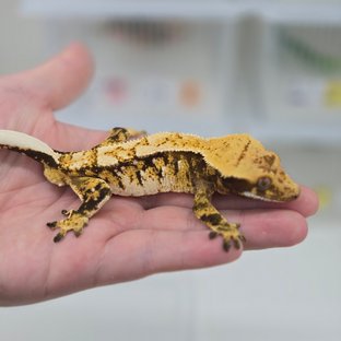 트라이 익스트림할리퀸 화이트스팟 노멀