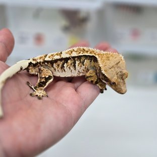 텐저린 트라이 익스트림할리퀸 노멀