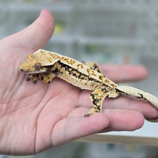 쿼드 핀스트라이프 노멀