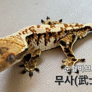 무사