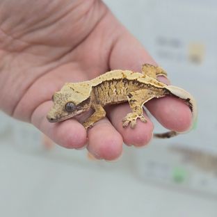 트라이 익스트림할리퀸