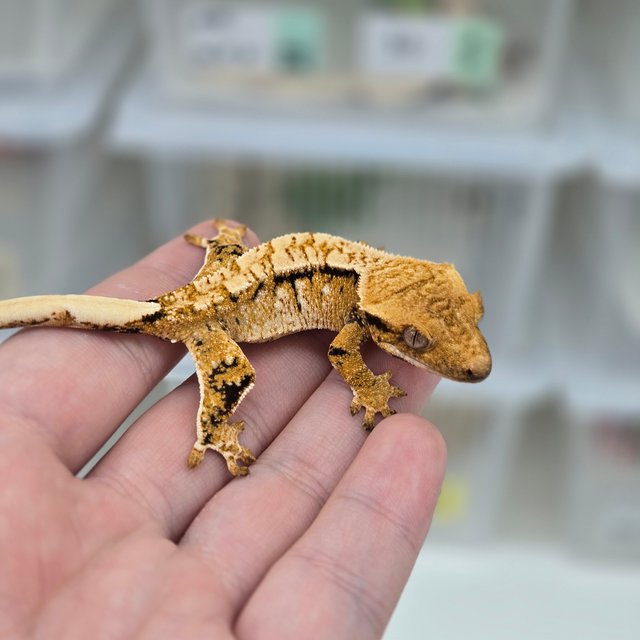 트라이 익스트림할리퀸 화이트스팟 노멀