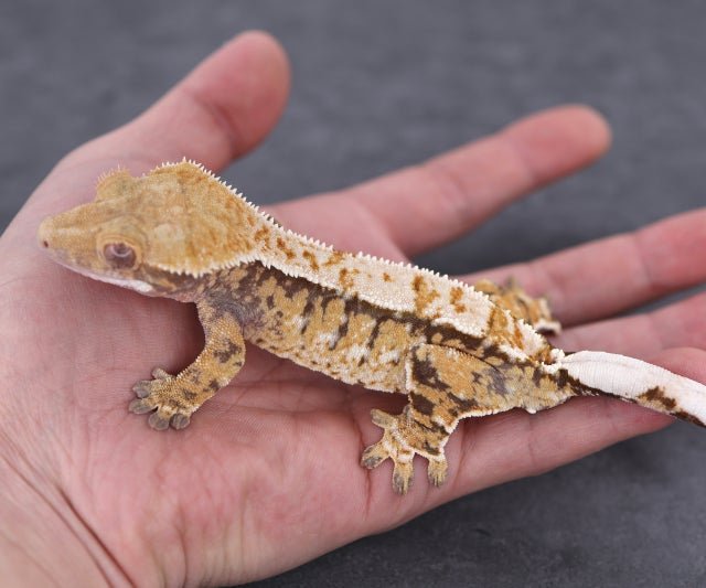 트라이 익스트림할리퀸