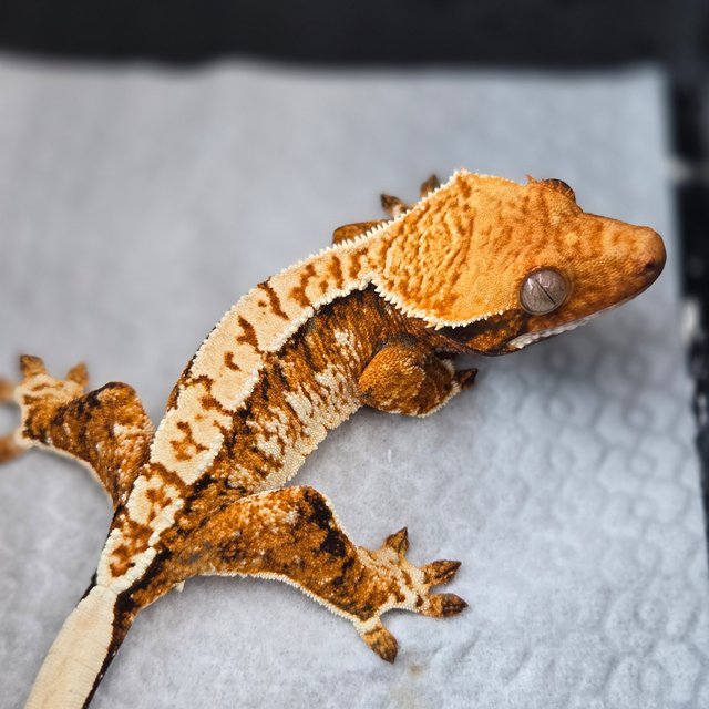 트라이 익스트림할리퀸