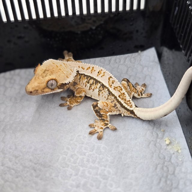 핀스트라이프 트라이 노멀