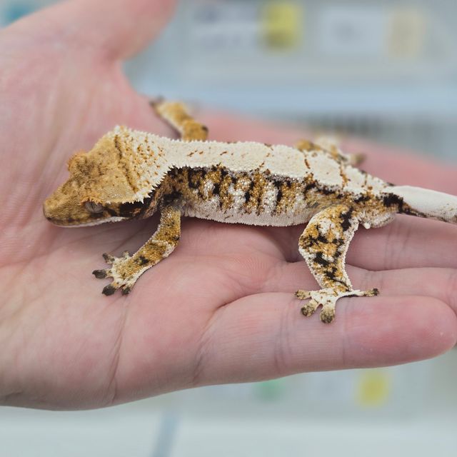 트라이 익스트림할리퀸