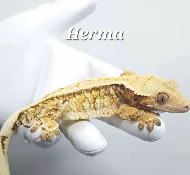 핀스트라이프 트라이