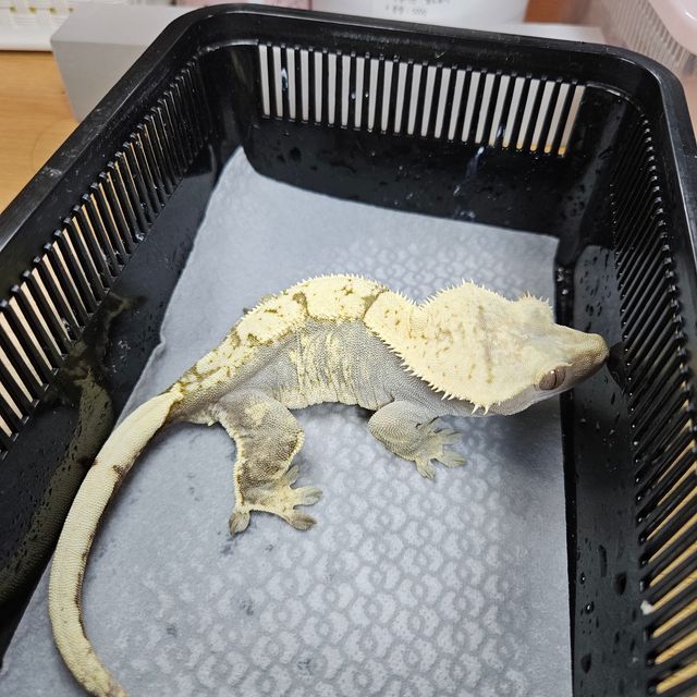 노멀 다크 플레임