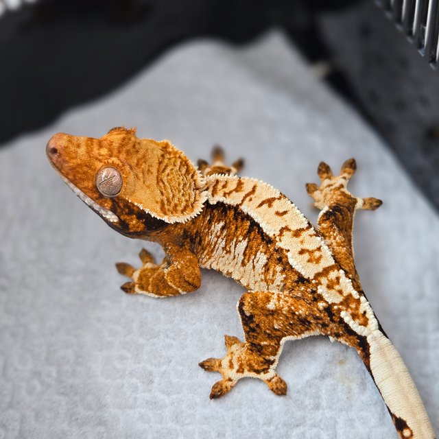 트라이 익스트림할리퀸