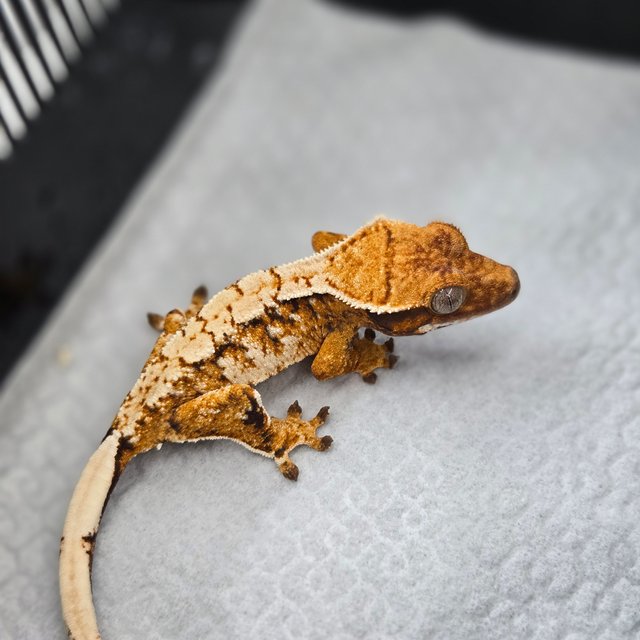 텐저린 트라이 익스트림할리퀸 노멀