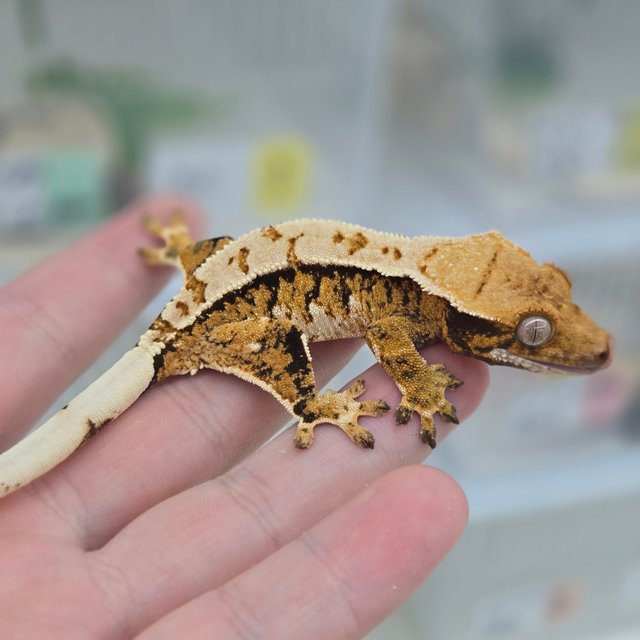 핀스트라이프 트라이 익스트림할리퀸